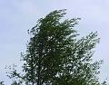 2009-0512-Windy_Tree_1250-15,1C